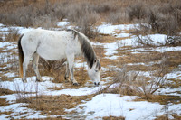 TRNP Horses  2024_2732