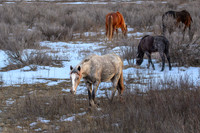 TRNP Horses  2024_2875
