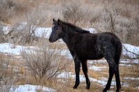 TRNP Horses  2024_2677