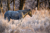 TRNP Horses  2024_2538