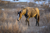 TRNP Horses  2024_2530