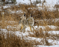YNP Coyotes Howling 2024_7844