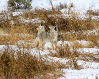 YNP Coyotes Howling 2024_7846