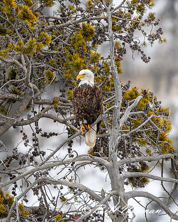 YNP Bald Eagle Perched 2024_1670