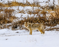 YNP Coyote 2024_7898