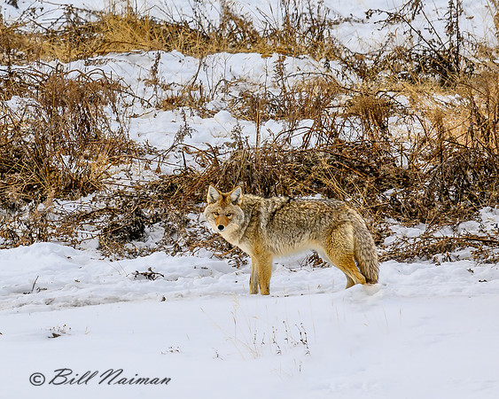 YNP Coyote 2024_7898