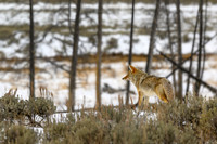 YNP Coyote 2024_7821