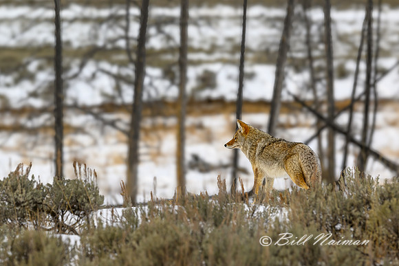YNP Coyote 2024_7821