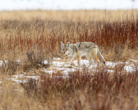 YNP Coyote 2024_8075
