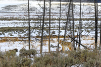 YNP Coyote 2024_7811