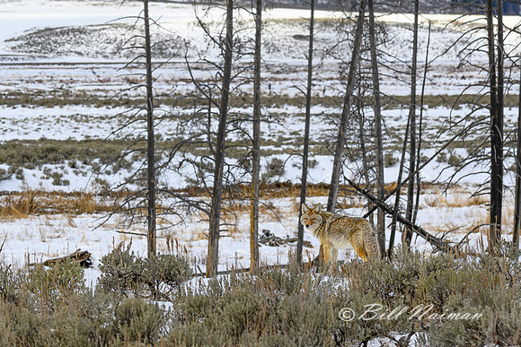 YNP Coyote 2024_7811