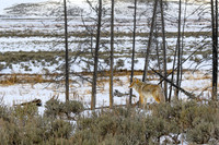 YNP Coyote 2024_7808