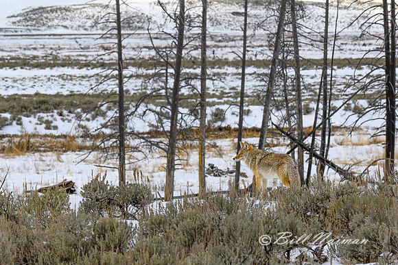 YNP Coyote 2024_7808