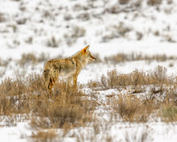 YNP Coyote 2024_9662