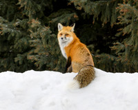 YNP Red Fox 2024_8052