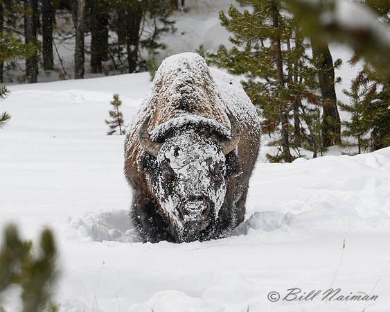 YNP Bison Solitary in Snow Snow_2024_8556