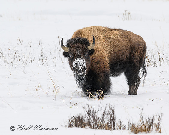 YNP Bison Solitary in Snow Snow_2024_8237