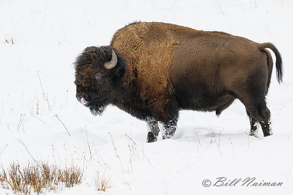 YNP Bison Solitary in Snow 2024_8232