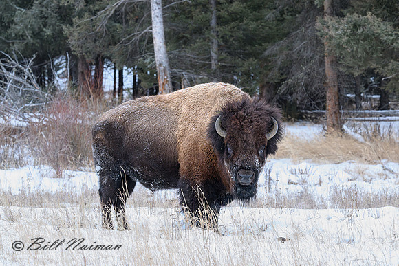 YNP Bison Solitary in Snow Snow_2024_1601