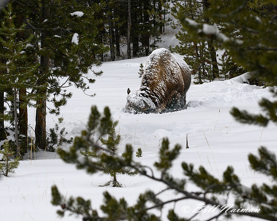 YNP Bison Solitary in Snow Snow_2024_8566