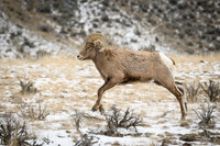 YNP Bighorn Sheep 2024_7648