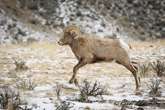YNP Bighorn Sheep 2024_7648