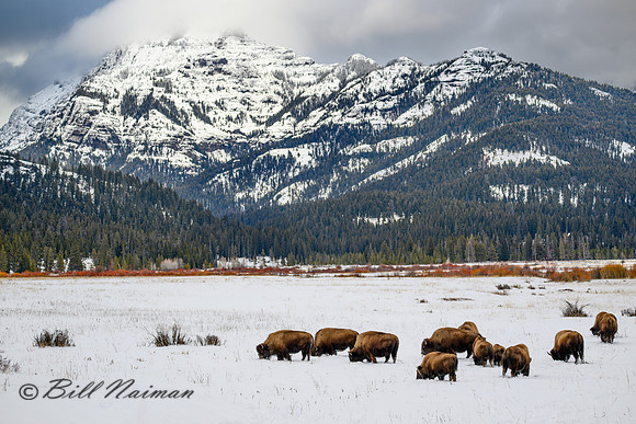 YNP Bison Landscape 2024_1540