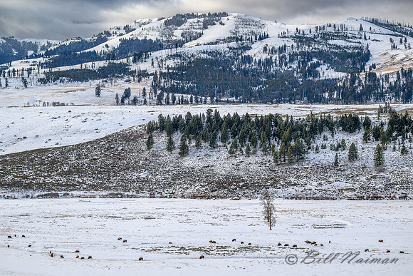 YNP Bison Landscape 2024_1525
