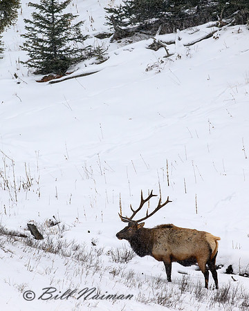 YNP Bull Elk Solitary 2024_7748