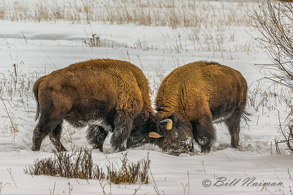 YNP Bison_2024_8211