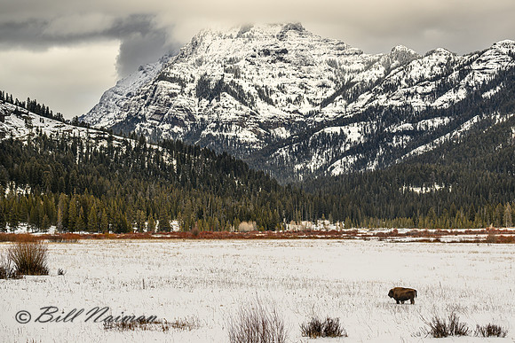 YNP Bison Solitary in Snow Landsacpe 2024_1564