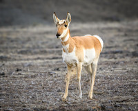 YNP Pronghorn 2024_8290