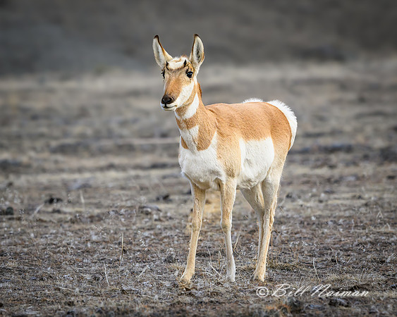 YNP Pronghorn 2024_8290