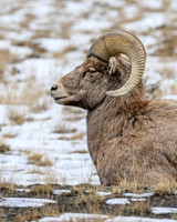 YNP Bighorn Sheep 2024_7556