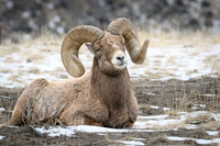 YNP Bighorn Sheep 2024_7611
