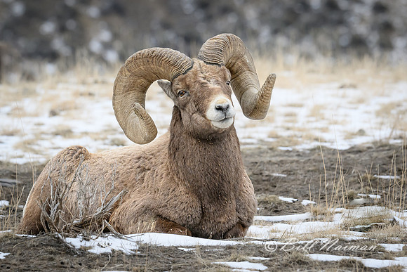YNP Bighorn Sheep 2024_7611