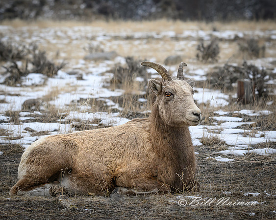 YNP Bighorn Sheep 2024_7577