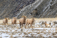 YNP Bighorn Sheep 2024_7660