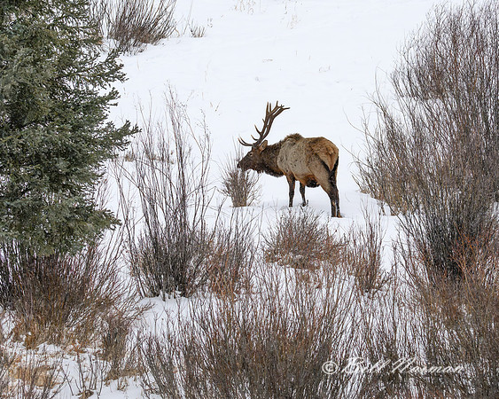 YNP Bull Elk Solitary 2024_7666