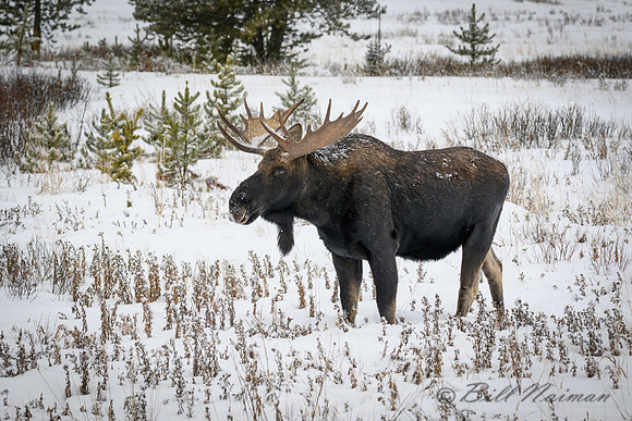 YNP Bull Moose 2024_2157