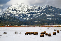 YNP Bison Landscape 2024_1540