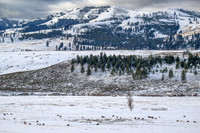 YNP Bison Landscape 2024_1525
