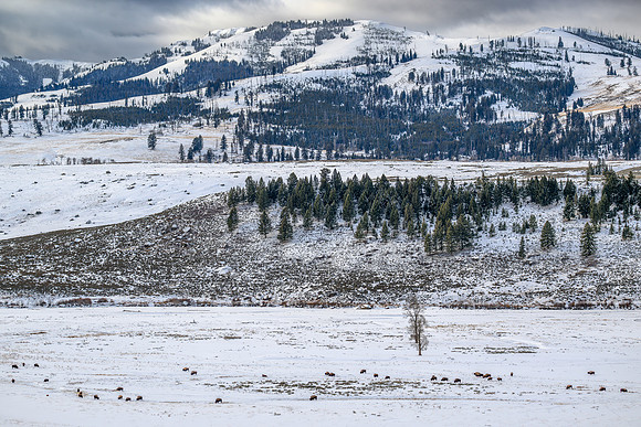 YNP Bison Landscape 2024_1525