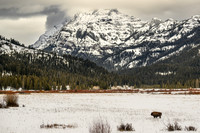 YNP Bison Solitary in Snow Landsacpe 2024_1564
