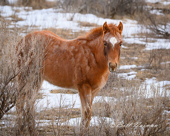 TRNP Horses  2024_2754