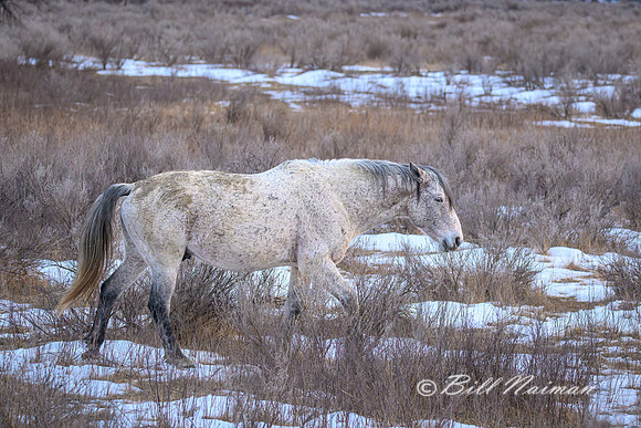 TRNP Horses  2024_2714