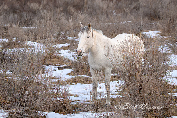 TRNP Horses  2024_2787