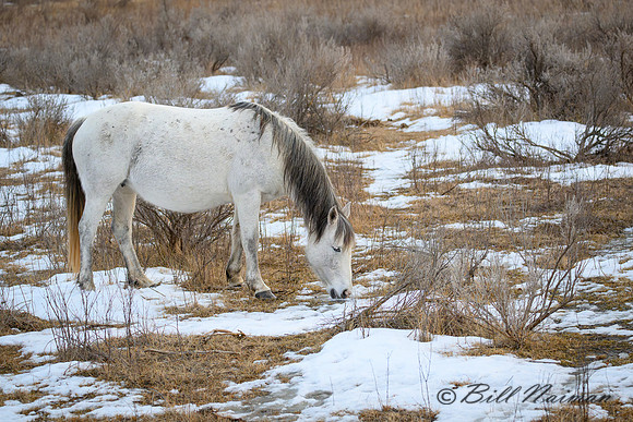 TRNP Horses  2024_2732
