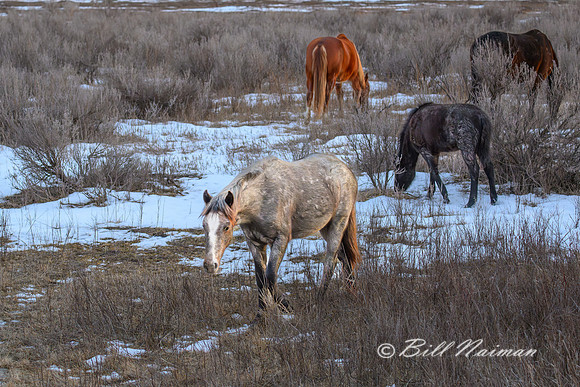 TRNP Horses  2024_2875