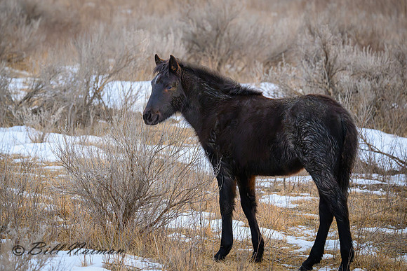 TRNP Horses  2024_2677